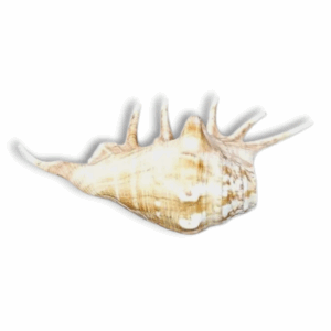 Panchmukhi Shankh Pure Natural shell -  Five Finger Shankh - Right Hand Panchmukhi Blowing Shankh