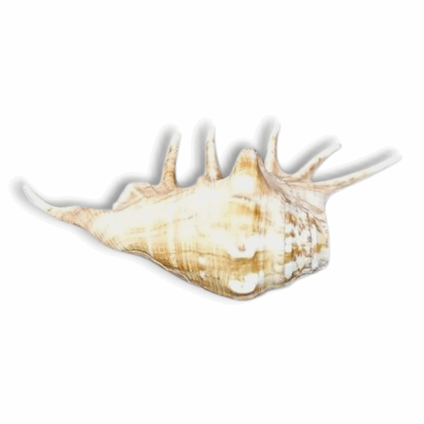 Panchmukhi Shankh Pure Natural shell -  Five Finger Shankh - Right Hand Panchmukhi Blowing Shankh
