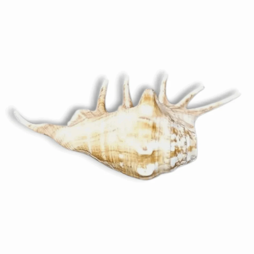 Panchmukhi Shankh Pure Natural Shell - Five Finger Shankh - Right Hand Panchmukhi Blowing Shankh