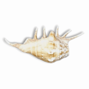Panchmukhi Shankh Pure Natural shell -  Five Finger Shankh - Right Hand Panchmukhi Blowing Shankh