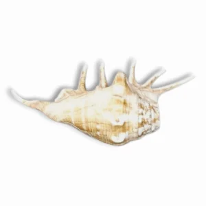 Panchmukhi Shankh Pure Natural Shell -  Five Finger Shankh - Right Hand Panchmukhi Blowing Shankh