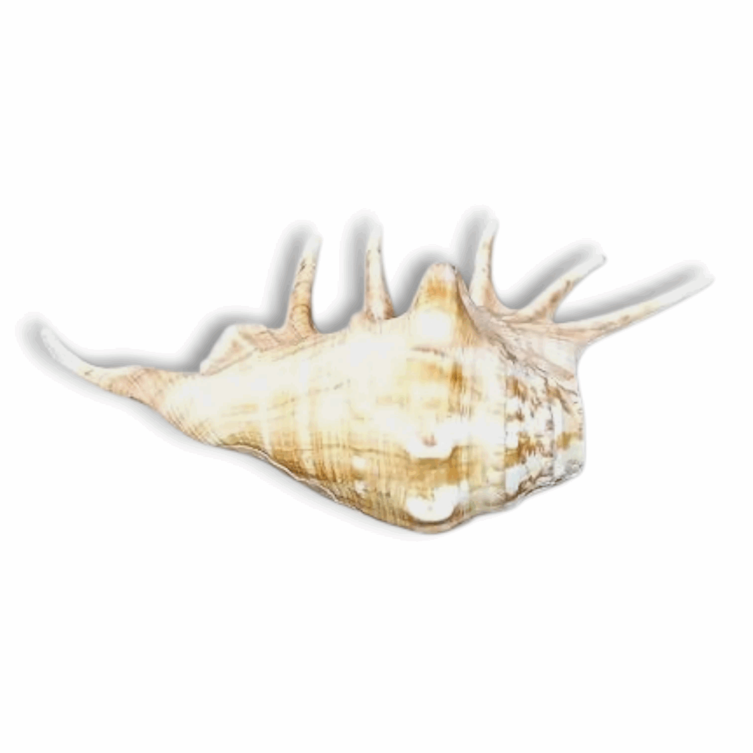 Panchmukhi Shankh Pure Natural shell -  Five Finger Shankh - Right Hand Panchmukhi Blowing Shankh