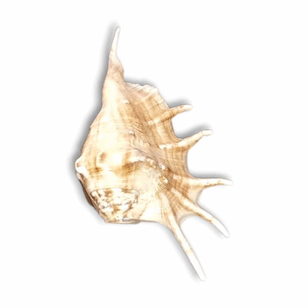 Panchmukhi Shankh Pure Natural shell -  Five Finger Shankh - Right Hand Panchmukhi Blowing Shankh - Image 3