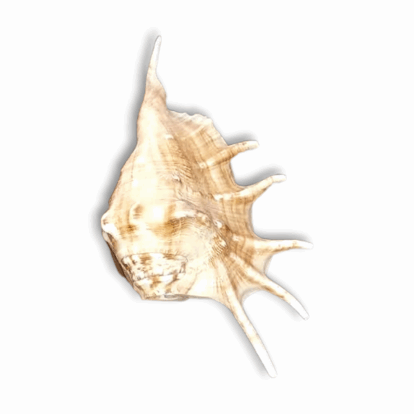 Panchmukhi Shankh Pure Natural shell -  Five Finger Shankh - Right Hand Panchmukhi Blowing Shankh - Image 3