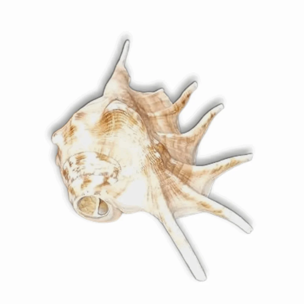 Panchmukhi Shankh Pure Natural Shell - Five Finger Shankh - Right Hand Panchmukhi Blowing Shankh - Image 2