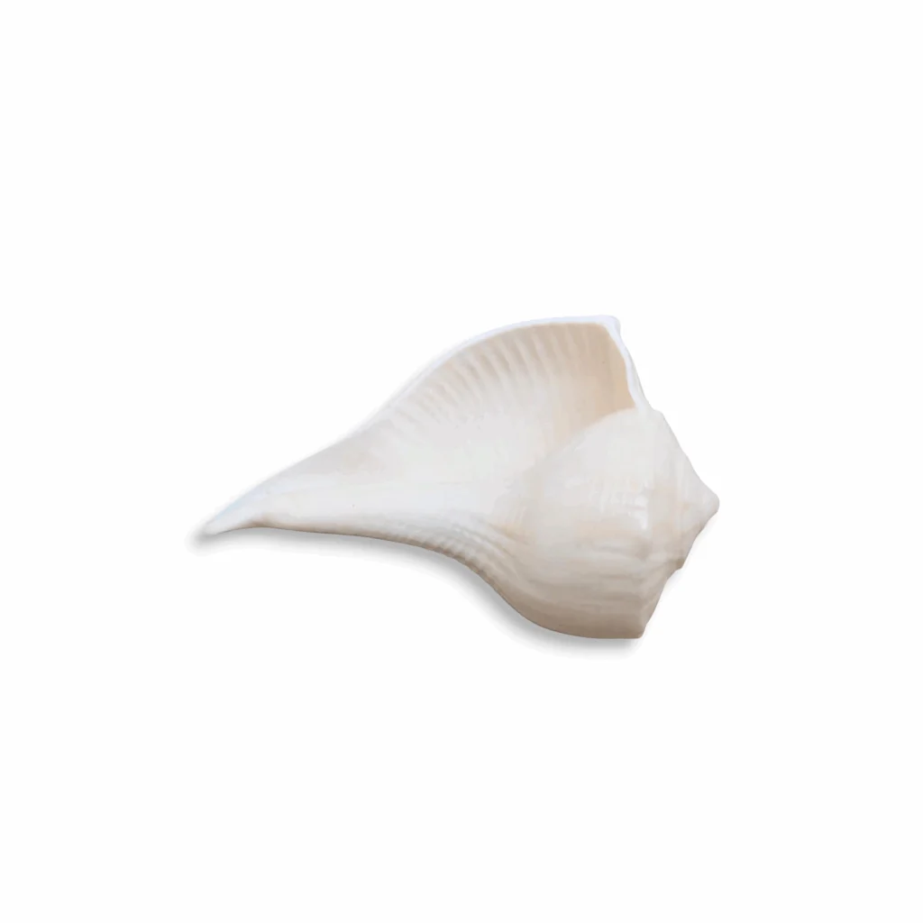 Dakshinavarti Kudi Shanku for Pooja - Kudi Shankh - Shankh - Dakshinavarti Shankh - Original Natural Lakshmi Valampuri Sangu for Pooja Pure White 1.5 inch