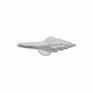 Jal Shankh - Conch - Spindle Jal Sankh - Laxmi Shankh - Jal Shankh for Pooja Not for Blowing