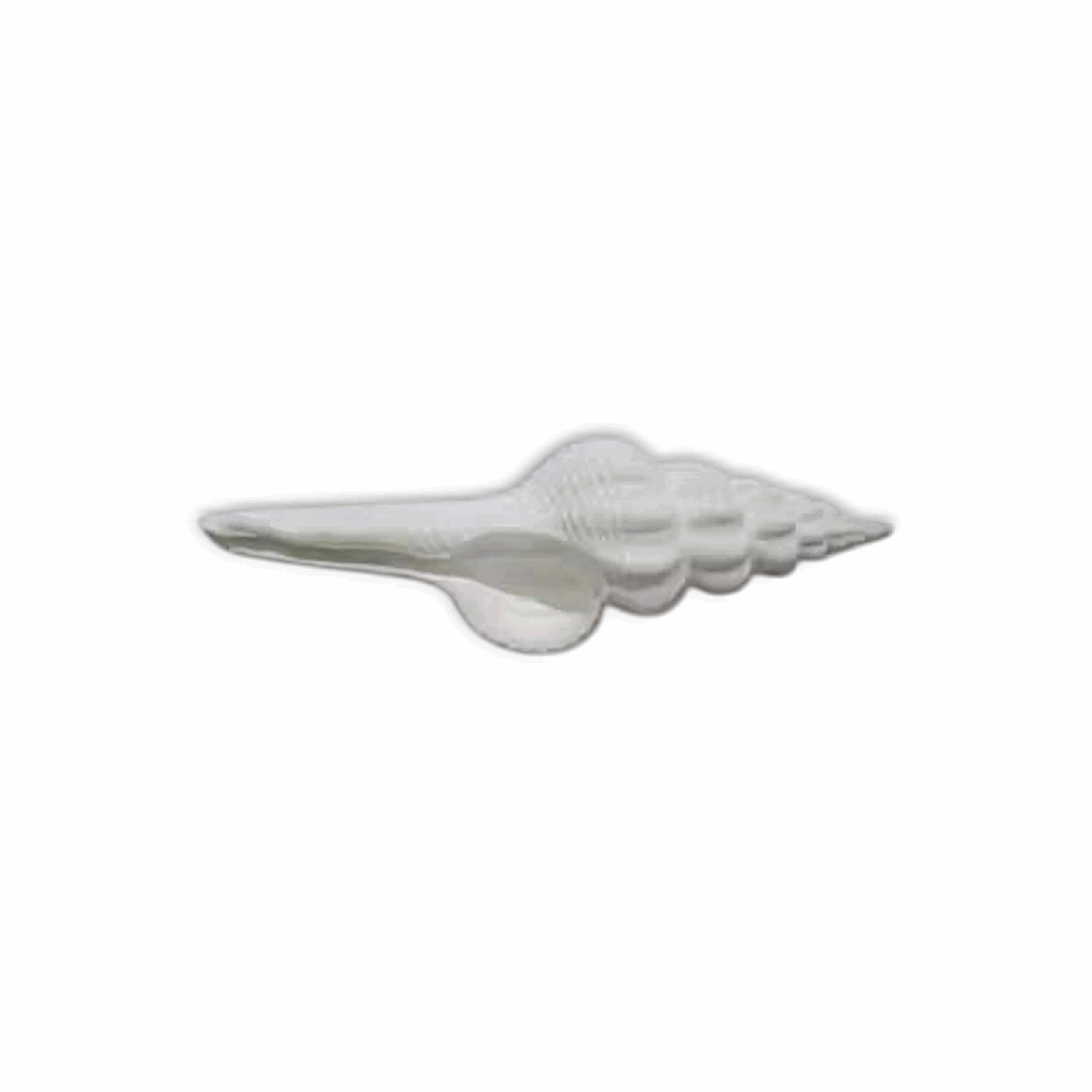 Jal Shankh - Conch - Spindle Jal Sankh - Laxmi Shankh - Jal Shankh for Pooja Not for Blowing