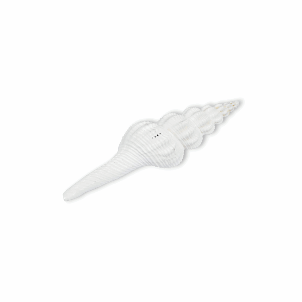 Jal Shankh - Conch - Spindle Jal Sankh - Laxmi Shankh - Jal Shankh for Pooja Not for Blowing - Image 2