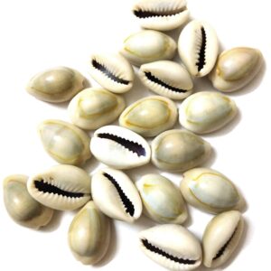 Natural Shells White Kadi/kaudi - ''কড়ি'' - Original Kaudi - Laxmi and Diwali Pooja Article Kaudi Shells - For All Pooja Purpose
