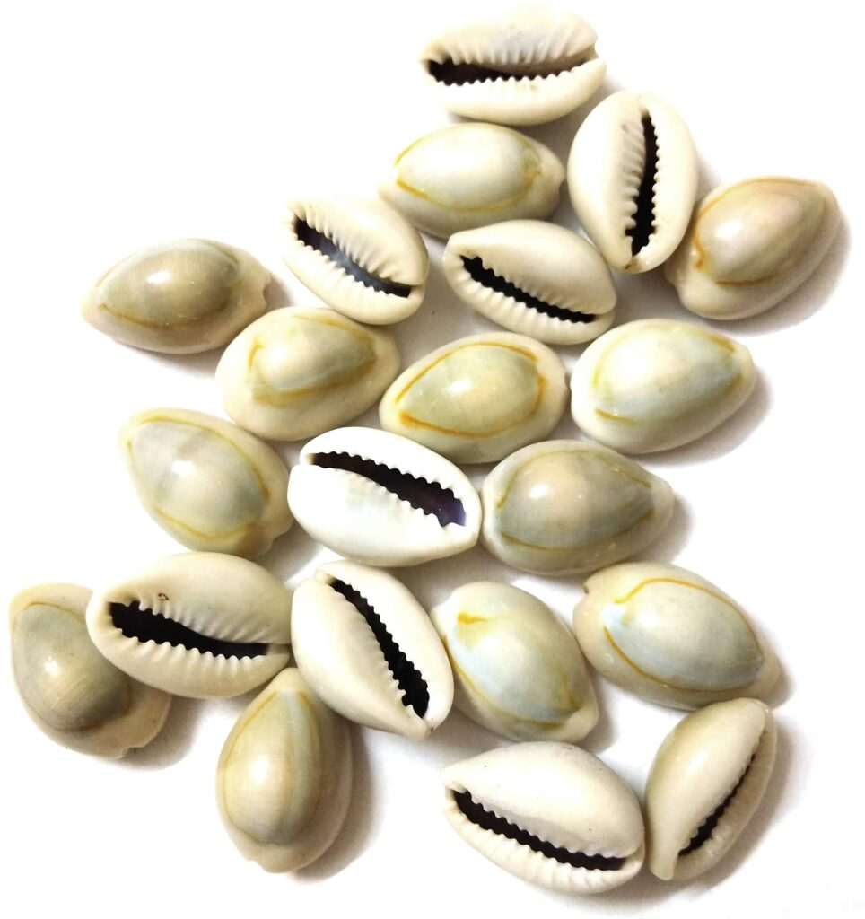 Natural Shells Natural Kadi/kaudi - ''কড়ি'' - Original Kaudi - Laxmi and Diwali Pooja Article Kaudi Shells - For All Pooja Purpose