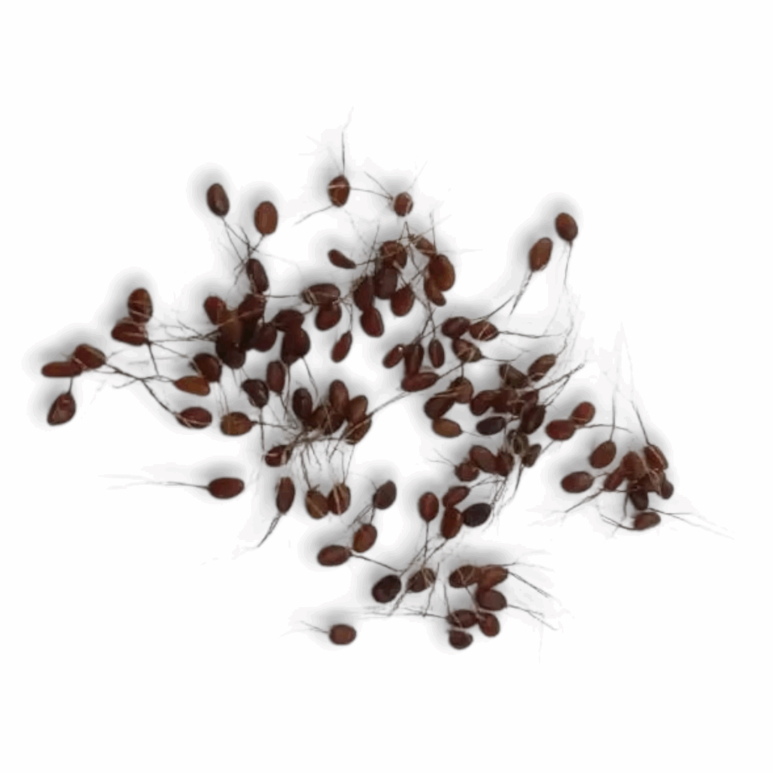 Mona Moni Seeds - Milon Gota - ''মনা মনি'' - Pieces Of 6 - 100% Organic