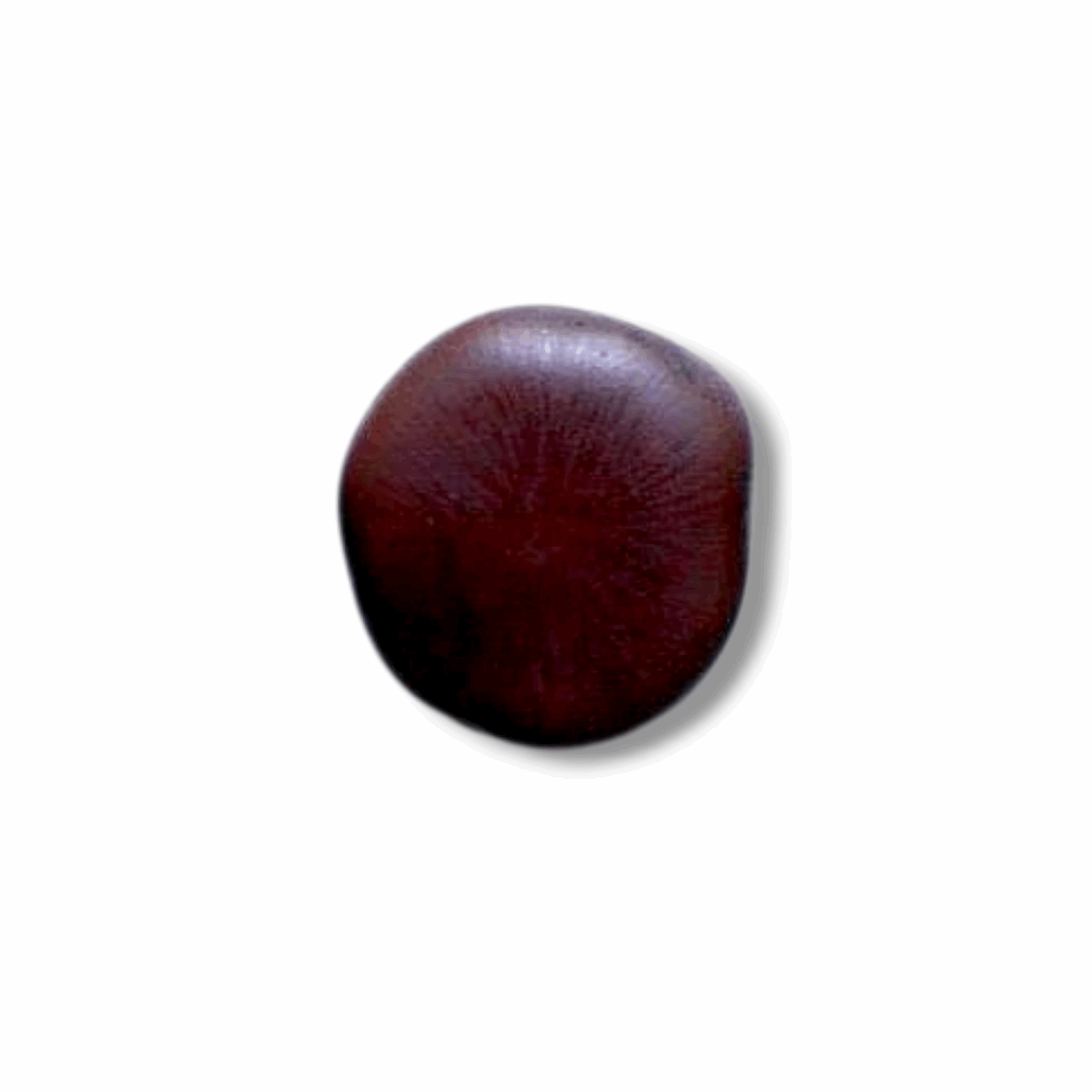 Gila Fal - ''গিলা ফল'' - Cacoon Vine Seeds - 100% Organic - Entada Rheedii