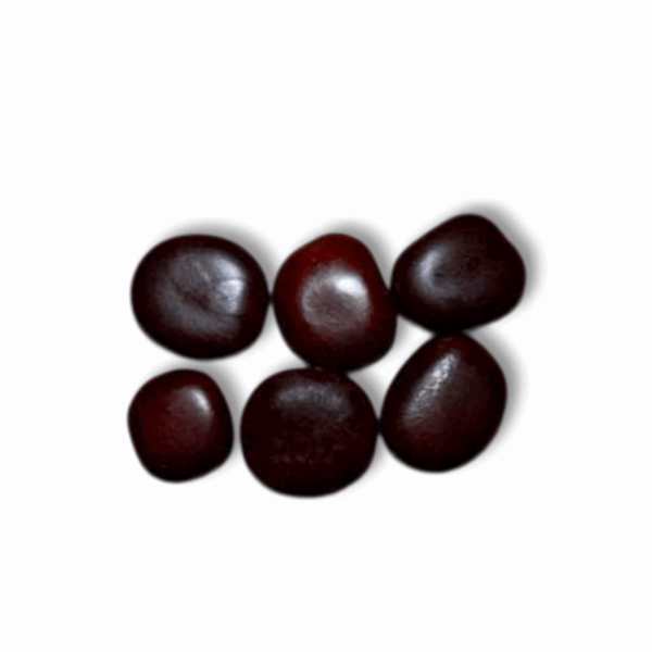 Gila Fal - ''গিলা ফল'' - Cacoon Vine Seeds - 100% Organic - Entada Rheedii - Image 2