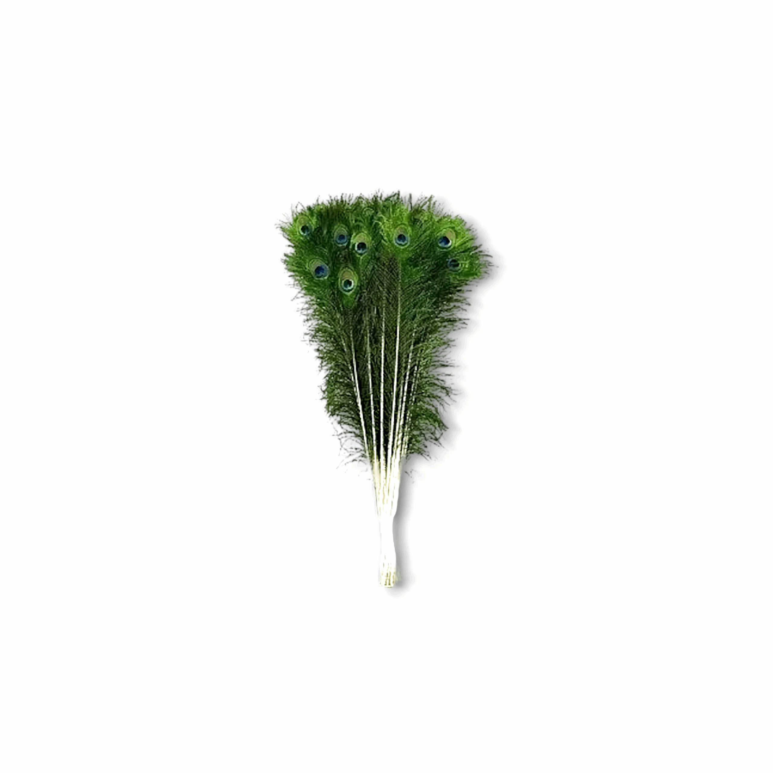 Mor Pankh For Kanha Ji - 24 Inch Peacock Feather For Home Decor And Innovative Ideas - Real Peacock  Feather Tails for Laddu Gopal - Real Peacock  Feather Pack Of 8