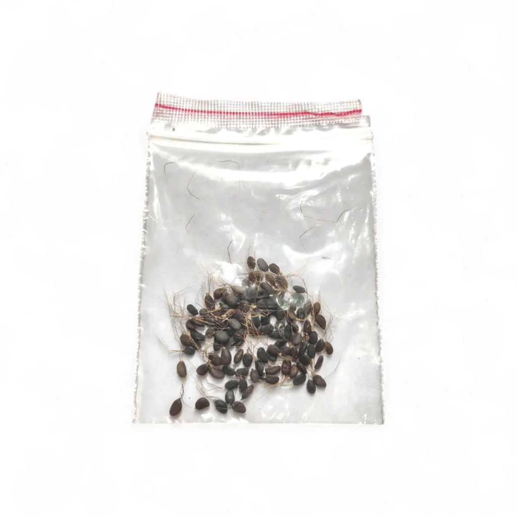 Mona Moni Seeds - Milon Gota - ''মনা মনি'' - Set of 100 Pieces Approx - 100% Organic - Image 2