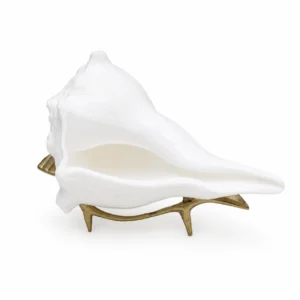 Original Dakshinavarti Shankh - 7 inch Natural Pooja Dakshinavarti Shankh from Rameswaram - Jwal Sankh - Conch for Pooja